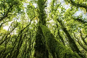 Lush green trees engrossed in moss under the bright sunlight peering through dense foliage
