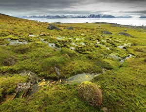Category Scandinavia Prints: Lush moss with small streams, Spitsbergen Island