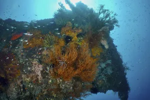 Lush overgrown wreck with corals and marine life