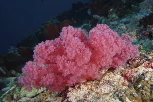 Category Wildlife DE Prints: Lush pink coral formation on the seabed