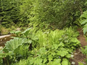 Lush plants and trees along a narrow path in a green forest