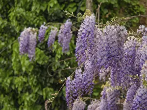 Lush purple flowers hang over a green canopy