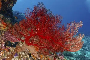 A lush red knotted fan (Melithaea ochracea) forms a lively contrast to the seabed