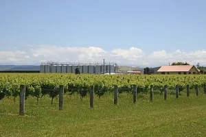 Lush summer growth on a vineyard near Nelson