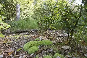 Lush undergrowth and natural regeneration in the DarB primeval forest