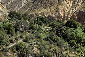 Lush vegetation and thick trees in a rocky gorge environment