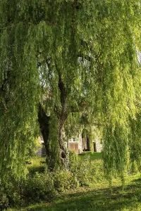 A lush weeping willow (Salix babylonica)