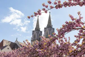 Lushly flowering branches of the Japanese flowering cherry (Prunus serrulata)