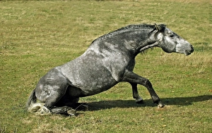 LUSITANO HORSE GETTING UP FROM THE GROUND
