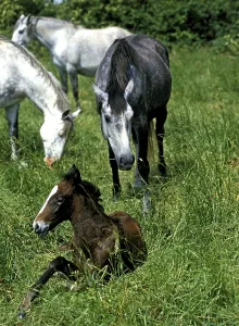 Lusitano horse, mares with foals in the meadow