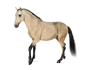 Lusitano horse walking, side view