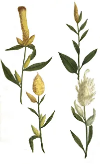 luteus major, luteus spicata, spicatus (sericeus)