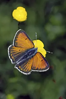 Lycaena hippothoe, Palaeochrysophanus hippothoe