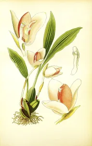 Lycaste skinneri, Lycaste virginalis