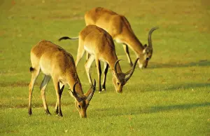 Lychee waterbuck, Moor antelope