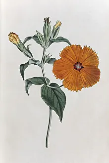 Lychnis coronata, hand-colored copper engraving by Sansom from William Curtis Botanical Magazine