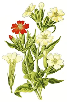Lychnis fulgend, Burning Love, also scarlet campion