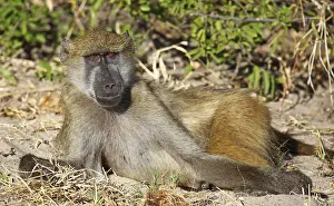 Lying baboon, yellow baboon (papio cynocephalus)