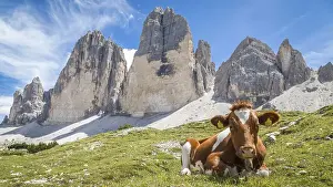 Lying cow in front of mountain three peaks