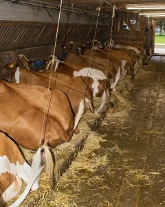 Lying cows in the stable of an alpine hut