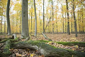 Lying deadwood in Diesfordter Wald