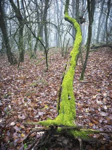 Lying oak tree covered with green moss in a forest in Burgenland