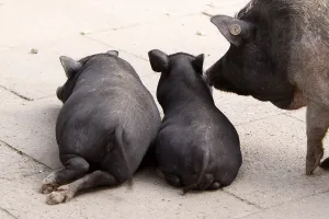 Lying pigs from behind