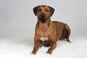 Lying Rhodesian Ridgeback