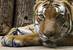 Lying tiger looks ahead