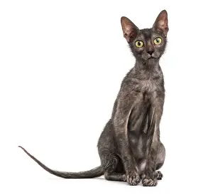 Lykoi cat, 7 months old, also called the Werewolf cat