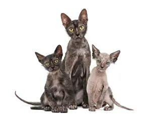 Lykoi cat, 7 months old, also called the Werewolf cat against white background