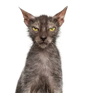 Lykoi cat, also called the Werewolf cat against white background