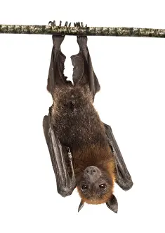 Lyle's flying fox hanging from a branch