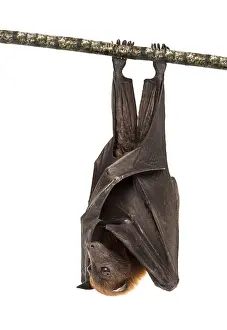 Lyle's flying fox hanging from a branch