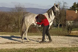 Lymphatic drainage on the stallion