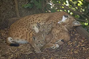 Lynx adult lying down with two young animals seeing differently
