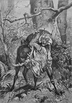 Lynx attacking a young moose, historical illustration circa 1893