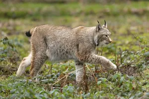 Lynx, eurasian lynx (Lynx lynx) walks in the undergrowth
