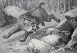 Lynx following a snow hare that takes refuge in a small cave
