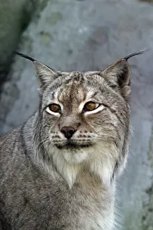 A lynx looking