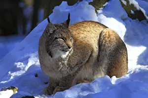 Lynx (Lynx lynx)