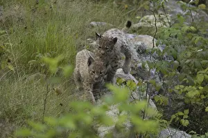 Lynx (Lynx lynx)