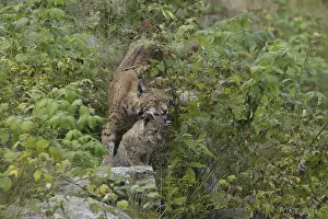Lynx (Lynx lynx)