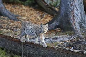 Lynx (Lynx lynx)