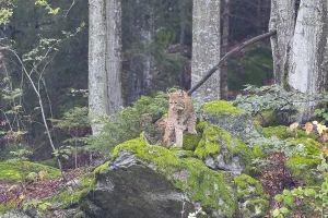 Lynx (Lynx lynx) captive Germany