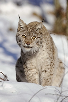 Lynx (Lynx lynx), female, enlosure