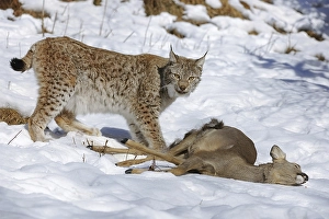 Lynx (Lynx lynx), female with prey