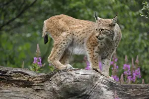 Lynx (Lynx lynx) standing on a tree trunk