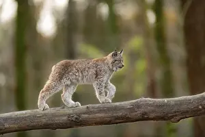 Lynx (Lynx lynx), young animal balanced over tree trunk