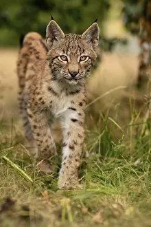 Lynx (Lynx lynx), young animal running